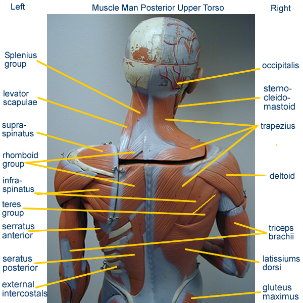 Human Muscles Labeled Front And Back - Muscles of legs. Front and back